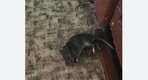 Дезинфекция от мышей в Камешково
