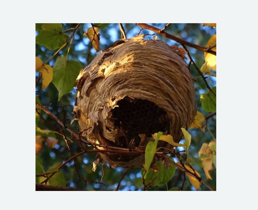 Обработка от шершней в Камешково