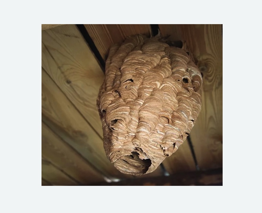 обработка от шершней в Камешково