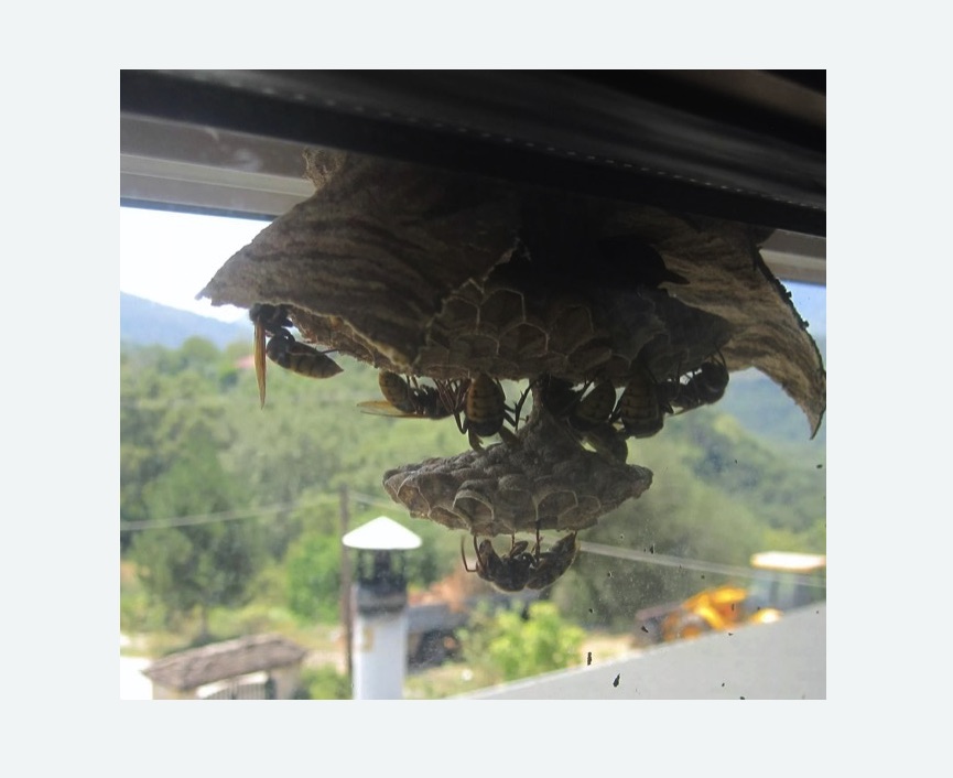 Уничтожение гнёзд шершней в Камешково