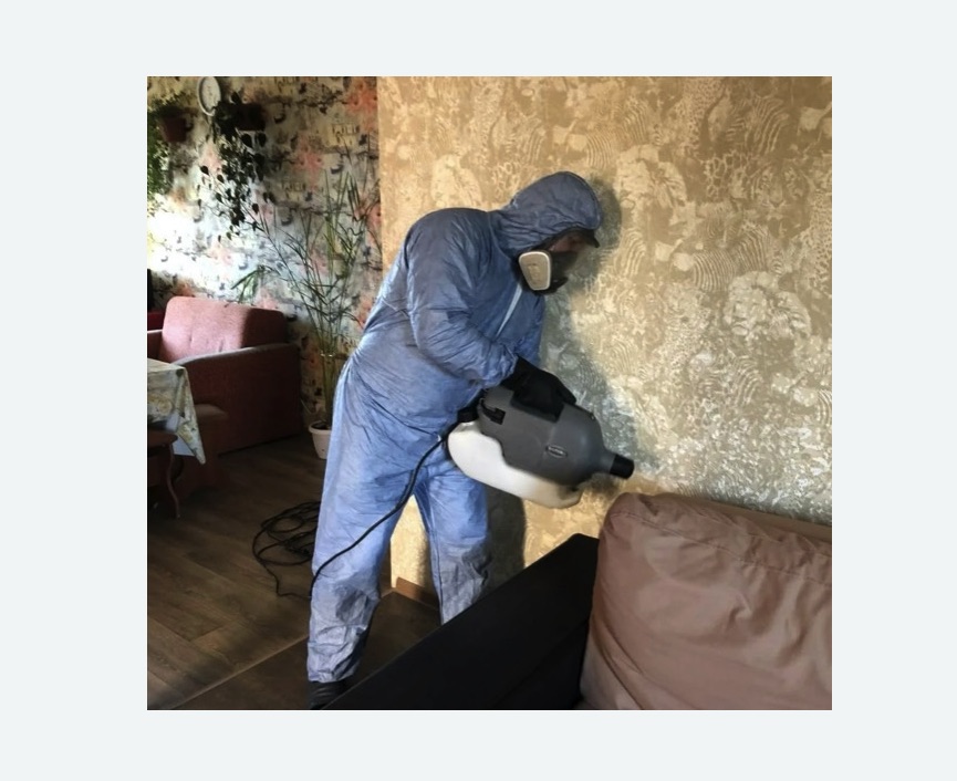 Уничтожение блох в квартире. Камешково Уничтожение блох в квартире