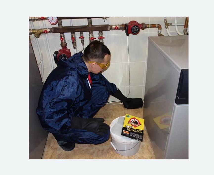 Уничтожение крыс Уничтожение крыс в Камешково