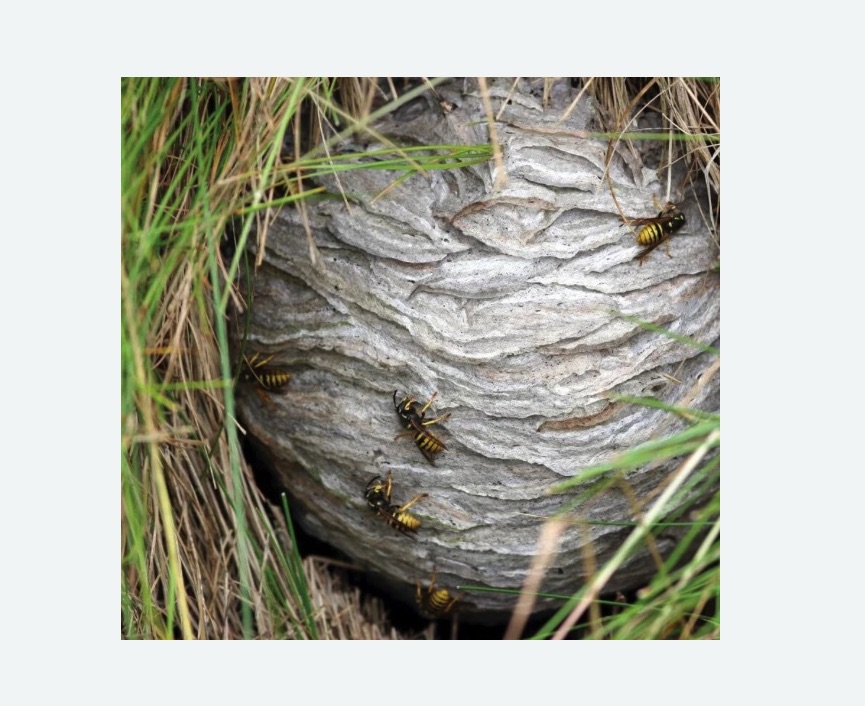 Уничтожение ос и ульев в Камешково